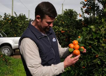 Citrus leader sitrusrand expands its capacity and opens up new selling opportunities with tomra’s spectrim and inpectra² platforms