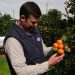Citrus leader sitrusrand expands its capacity and opens up new selling opportunities with tomra’s spectrim and inpectra² platforms