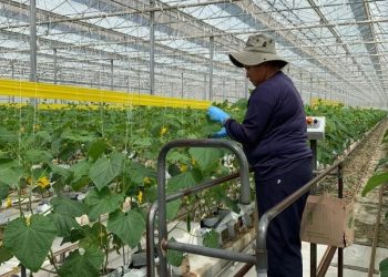 GreenTech Americas 2024 cultivates success in controlled environments