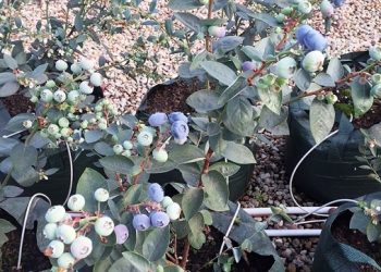 GrowinBag™ Cultivating Blueberries: A Modern Approach to Bountiful Harvests