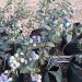 GrowinBag™ Cultivating Blueberries: A Modern Approach to Bountiful Harvests