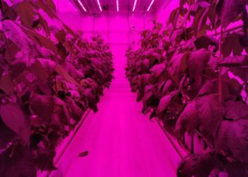 Did you know raspberry cultivation in a vertical farm is a promising option for increased yield