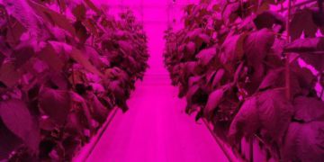 Did you know raspberry cultivation in a vertical farm is a promising option for increased yield