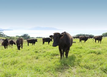 Taste the Difference: Authentic Japanese WAGYU – Gulfood Hall 3 E3-20