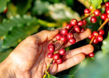 Study shows that coffee plantations in the Cerrado Mineiro have negative carbon emissions equivalent to one hectare per year