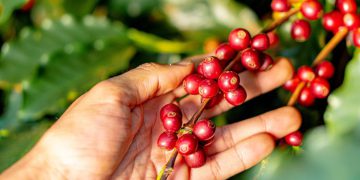 Study shows that coffee plantations in the Cerrado Mineiro have negative carbon emissions equivalent to one hectare per year