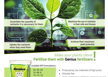 GENIUS: DISCOVER THE FERTILIZERS THAT MAKE PLANTS CLEVER IN NUTRIENT ABSORPTION