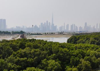 Dubai Municipality achieves a new record in tree planting in Dubai during 2023