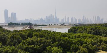 Dubai Municipality achieves a new record in tree planting in Dubai during 2023