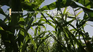 Increase your maize yield with Nitrostim_Full Video