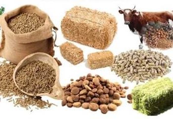 Animal Feed Probiotics is forecasted to expand at a CAGR of 6.6% from 2024 to 2034, Fact.MR