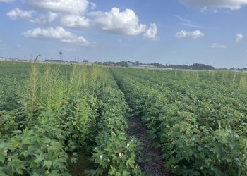 Ag-tech Start-Up WeedOUT Raises USD8.1 Million to Fight Weed Resistance