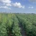 Ag-tech Start-Up WeedOUT Raises USD8.1 Million to Fight Weed Resistance
