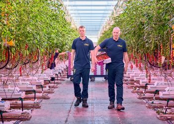 Philips LED toplighting + interlighting system replaces hybrid system at Jami Tomatoes BV