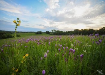 Horizon II Seeks 39,000 Acres in Northern Missouri and Southern Iowa for Turnkey Prairie-to-Energy Initiative