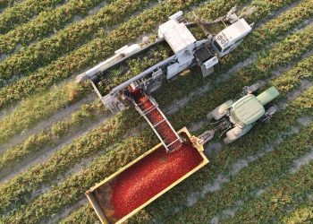 Novel Seed Enhancement Tech Makes Deserts Bloom