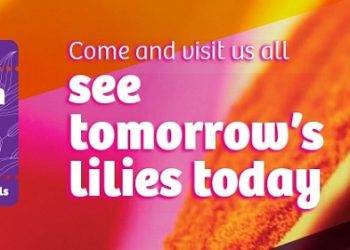 Dutch Lily Days: unique meeting place for breeders, growers and trade companies