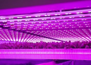 GrowUp: Serving the UK the best in fresh food