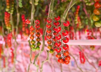 Trial Grodan and Philips Full LED shows high level quality tomato production with up to 40% heat input reduction