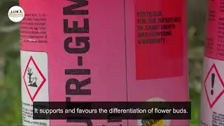 Olive tree nutrition: Biolchim solutions