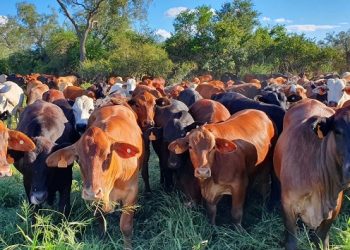 Strong Recovery On Radar For Livestock’ In Paraguay As Beef Exports Increase In 2024