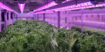 Cost-effective and safe water reuse empowers growers to achieve more with less