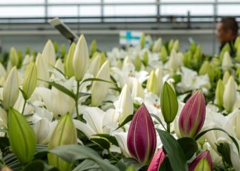 Zabo Plant stages the opening of Dutch Lily Days 2024