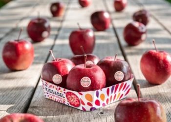 Kissabel® Apples, A Season Of Growth For The Southern Hemisphere
