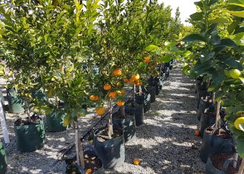 Harnessing Productivity and Quality: The Art of Growing Citrus Fruit in Grow Bags