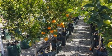 Harnessing Productivity and Quality: The Art of Growing Citrus Fruit in Grow Bags