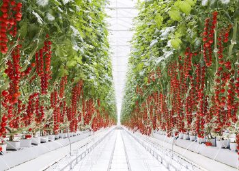Rooted in Excellence: Marisha Coco’s Path to Hydroponic Success