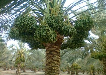 D.P.D. Ltd Revolutionizes Date Palm Production with Advanced Biotechnologyand Global Reach