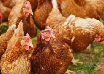 Mycotoxicosis a big Threat to poultry