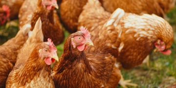 Mycotoxicosis a big Threat to poultry
