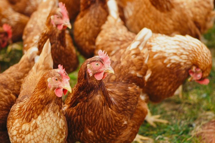 Mycotoxicosis a big Threat to poultry