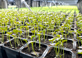 Bloemteknik and Ecopromt Join Forces to Deliver Customised Lighting Solutions for Vertical Farm Operators.