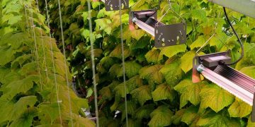 Bloem and Helle-Tech Announce a Pioneering Partnership to Revolutionise Greenhouse Lighting in Finland