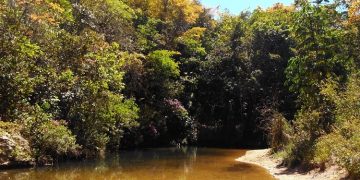 Coffee Farming: Smart agriculture program projects to save up to 30% water for plantations