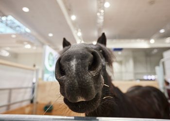 EuroTier 2024: Spotlight on current topics in the livestock sector