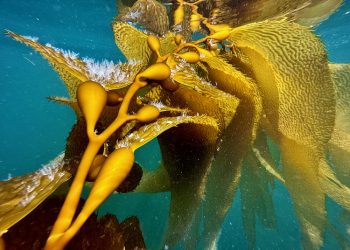 Drive Economic Resilience with Seaweed! – Southern Ocean Carbon open to Partnering in the Middle East