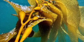 Drive Economic Resilience with Seaweed! – Southern Ocean Carbon open to Partnering in the Middle East