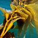 Drive Economic Resilience with Seaweed! – Southern Ocean Carbon open to Partnering in the Middle East