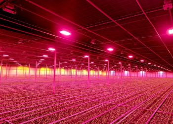 Integration of Philips GrowWise control system with climate computer allows Huisman Chrysanten to light more effectively and efficiently