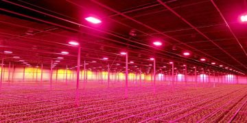 Integration of Philips GrowWise control system with climate computer allows Huisman Chrysanten to light more effectively and efficiently