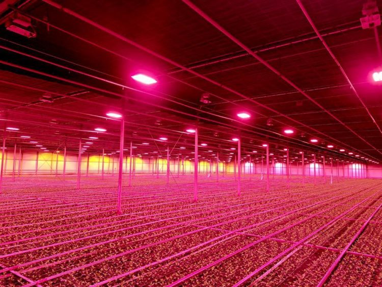 Integration of Philips GrowWise control system with climate computer allows Huisman Chrysanten to light more effectively and efficiently