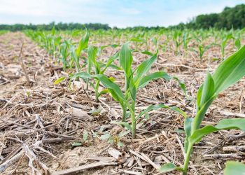 AgMission Grant Evaluates Successful Incentives for Persistent Cover Crop Adoption