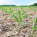 AgMission Grant Evaluates Successful Incentives for Persistent Cover Crop Adoption