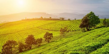 Symrise future-proofs the natural ingredients supply chain with sustainable sourcing approach