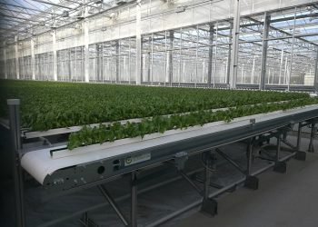 Boosting productivity of leafy greens