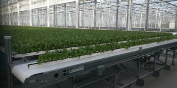 Boosting productivity of leafy greens